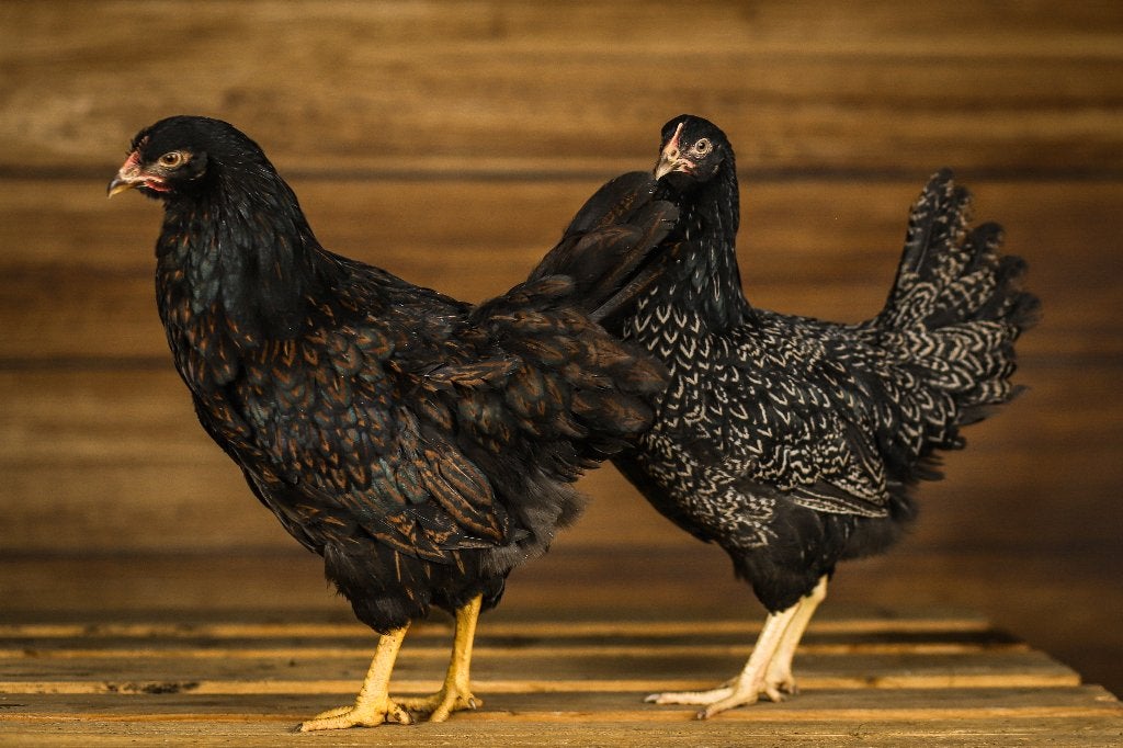 Barnevelders groot | Goede leggers | Vriendelijke kippen, Dieren en Toebehoren, Pluimvee, Vrouwelijk, Kip