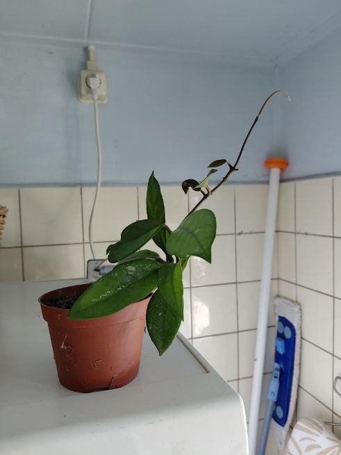 Hoya, Huis en Inrichting, Overige soorten, In pot, Minder dan 100 cm, Bloeiende kamerplant