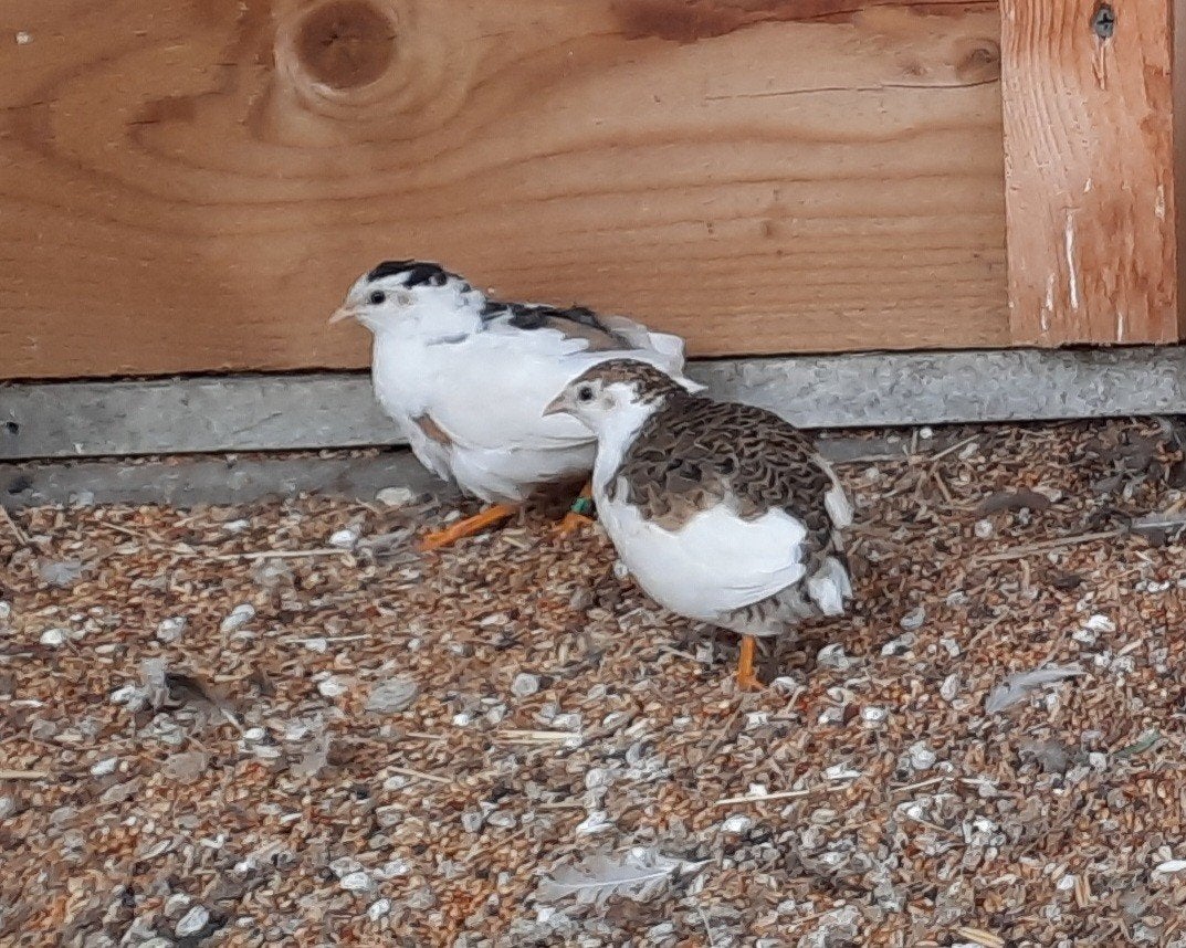 verschillende chinese dwerg kwartels, Dieren en Toebehoren