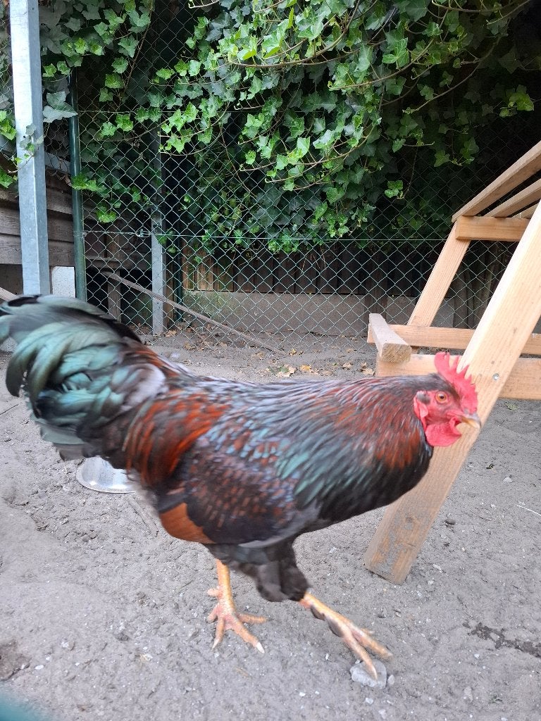 Barnevelder haan, Dieren en Toebehoren, Mannelijk, Kip