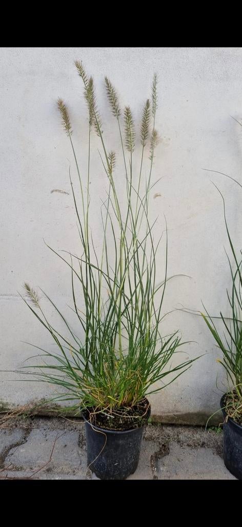 Pennisetum Hameln - Lampenpoetsergras, Ophalen of Verzenden, Siergrassen