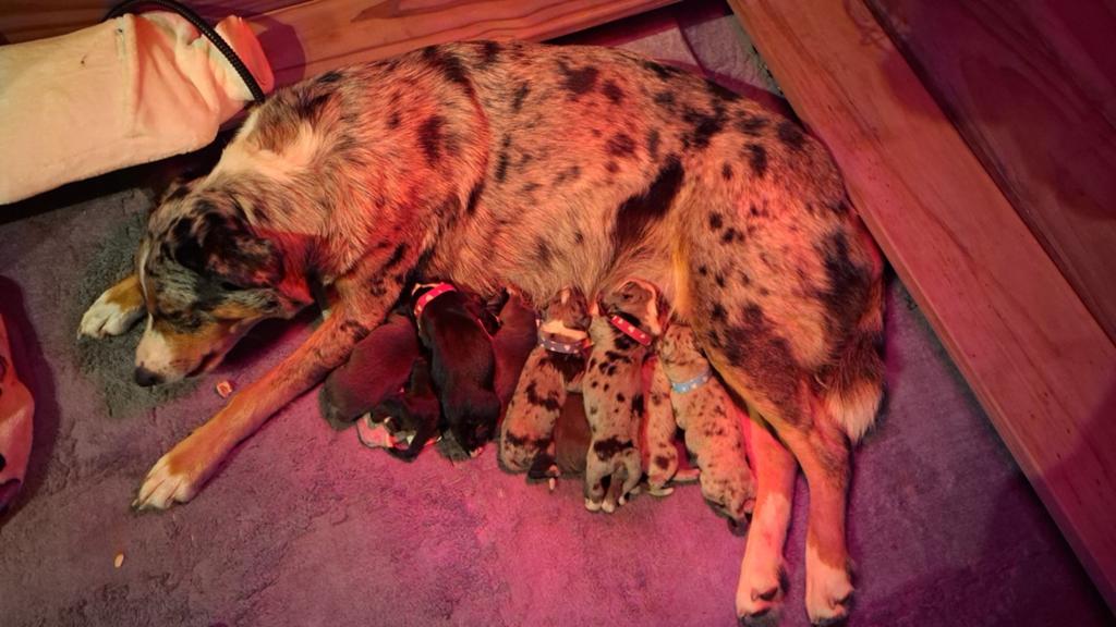 10 Austrailian shepherd pups 7 reutjes 3 teefjes, 8 tot 15 weken, Parvo, Meerdere, Meerdere dieren