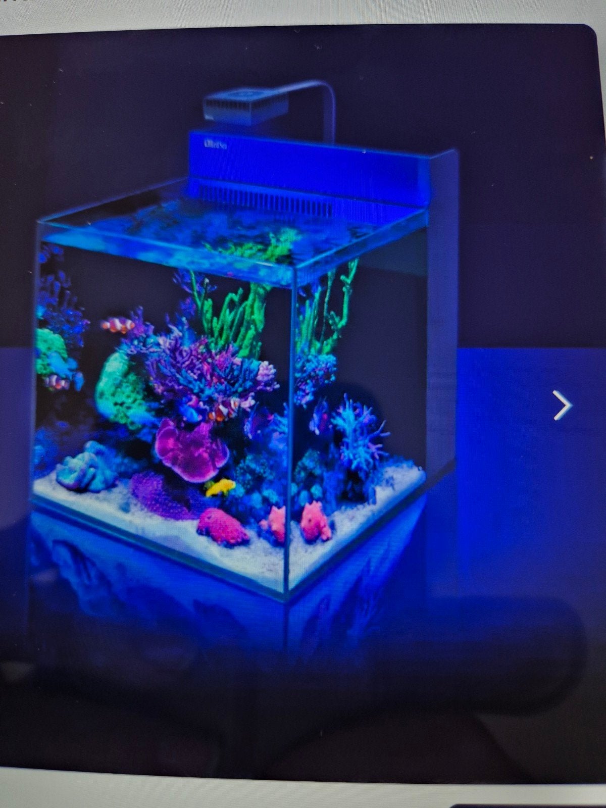 Zeeaquarium met alles er in vis 4 stuks in oa 2 annemoon, Dieren en Toebehoren, Ophalen, Red Sea, Gevuld zeewateraquarium, Zo goed als nieuw