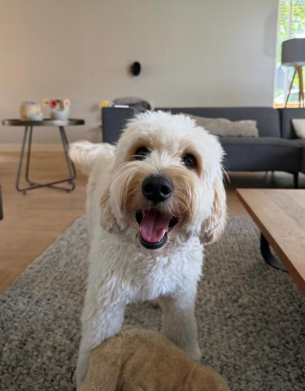 Medium Labradoodle pups verwacht september 2026, Dieren en Toebehoren, Honden | Niet-rashonden, 1 tot 2 jaar, Teef, Parvo, Meerdere