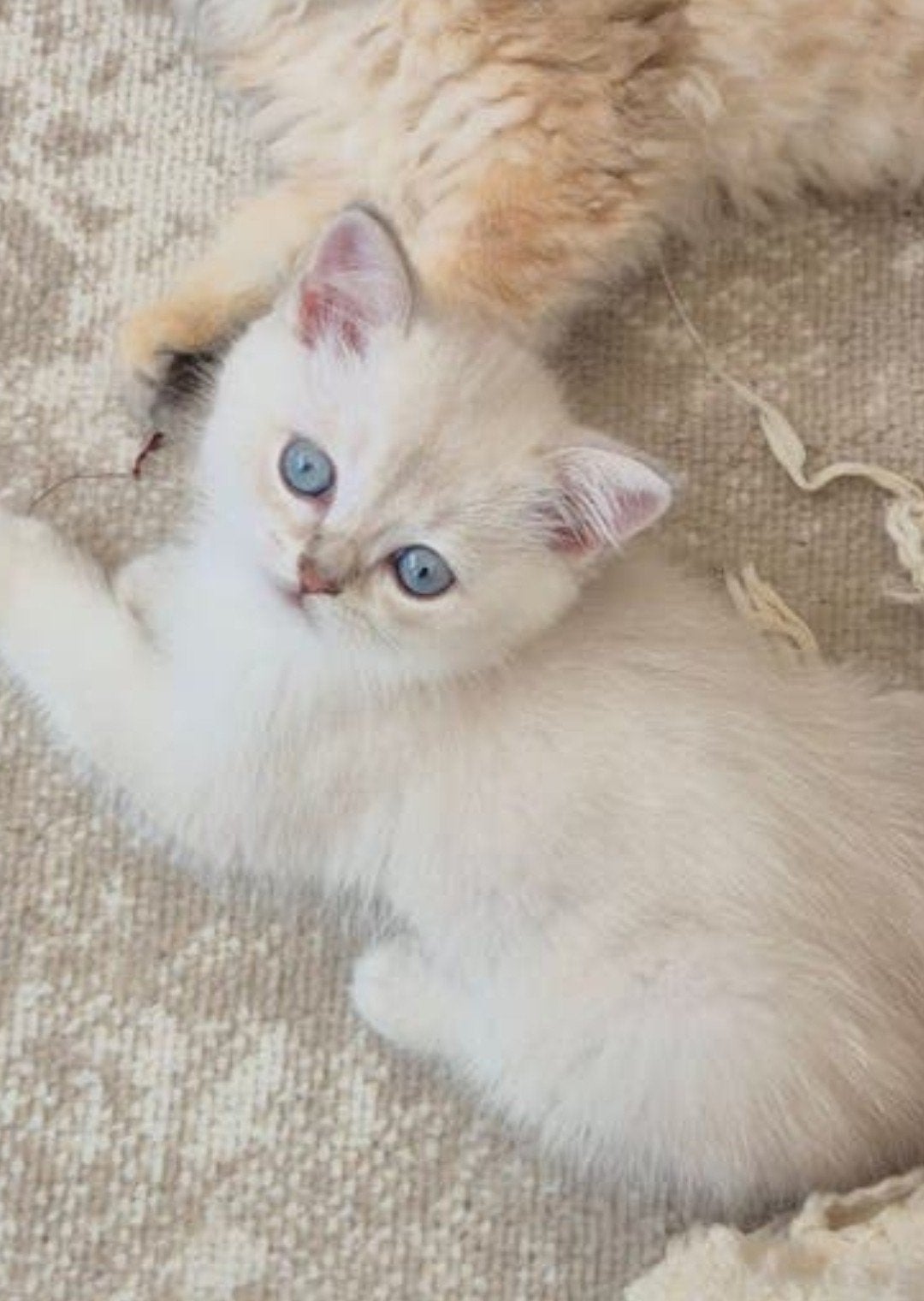 "British longhair katje