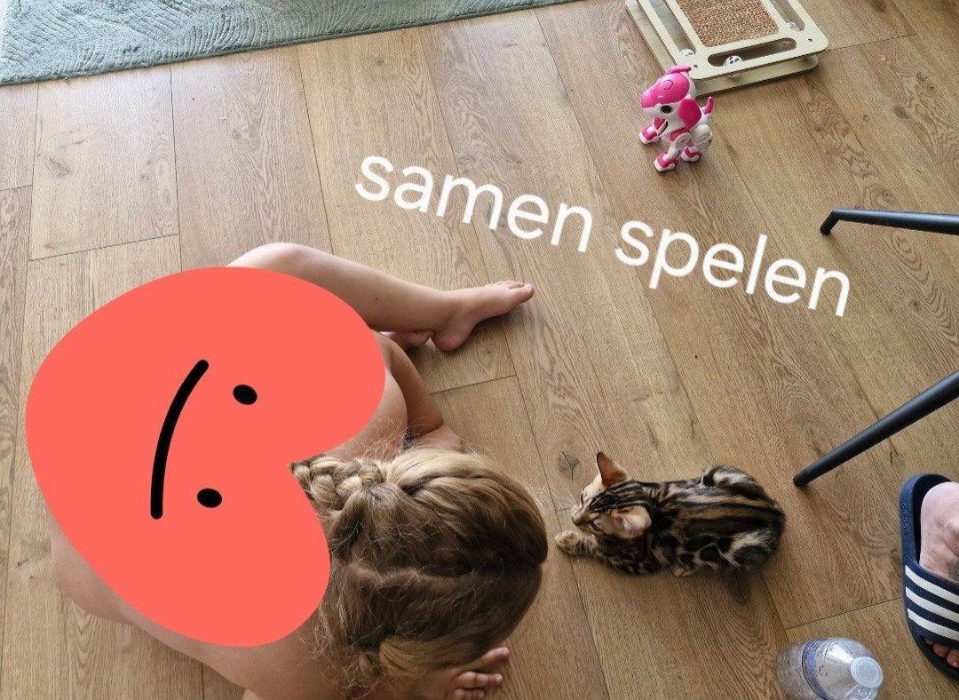 Bengaal kittens, Poes