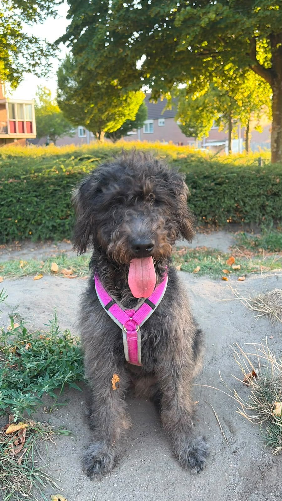 lieve labradoodle pup zoekt een nieuw huisje, 15 weken tot 1 jaar, CDV (hondenziekte), Teef, Eén hond