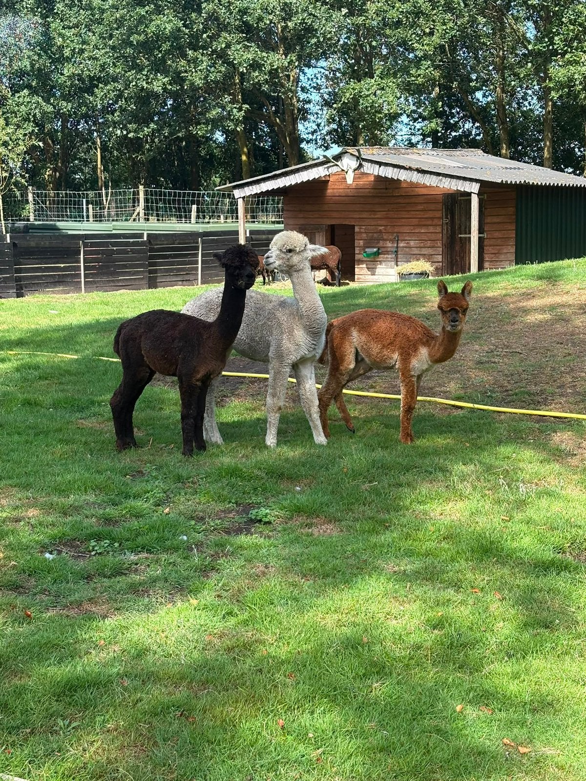 Alpaca s merrie hengst, Oktober, Meerdere dieren