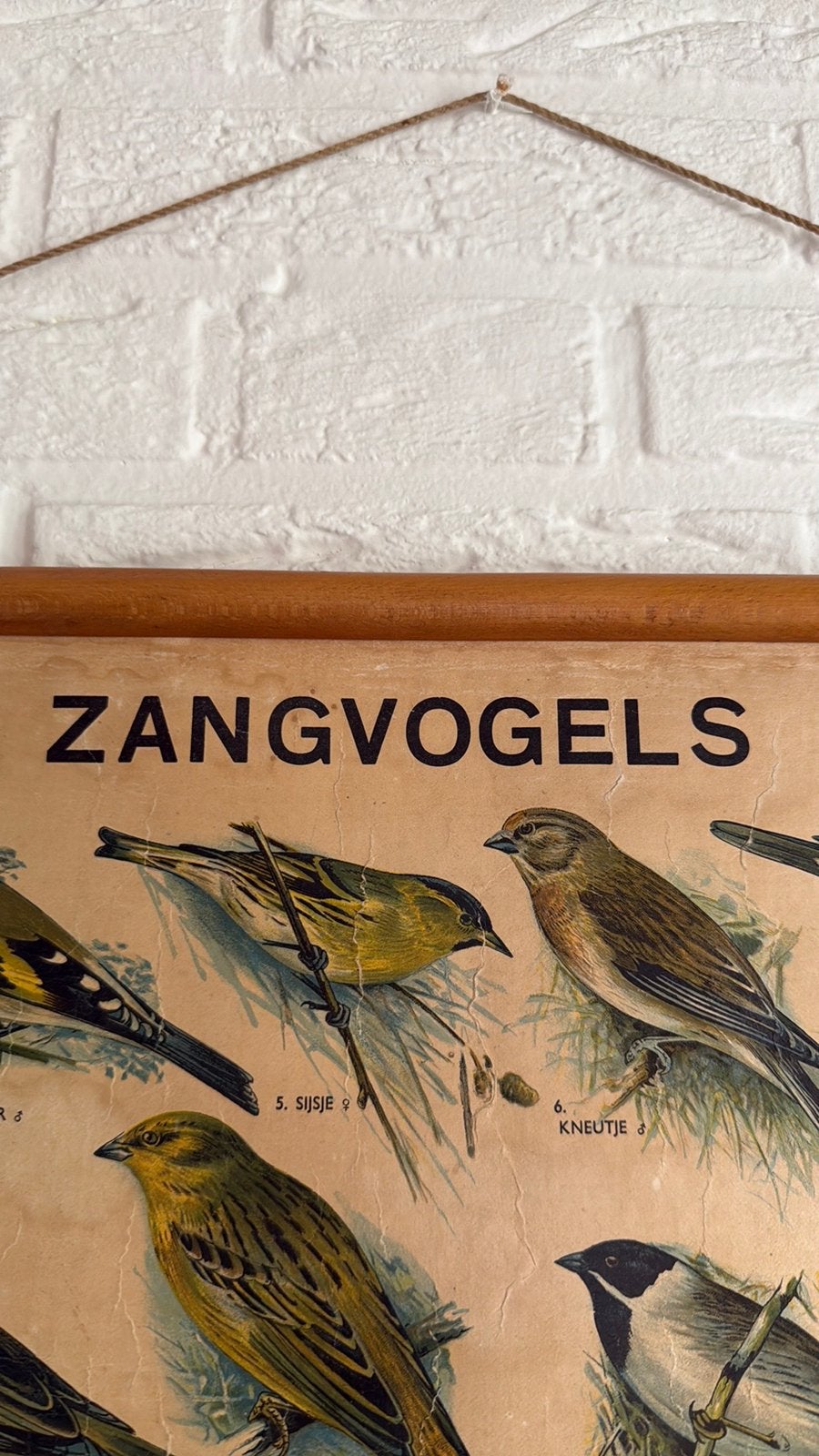 Oude schoolplaat   Vogels in zeer goede staat, Antiek en Kunst, Antiek | Schoolplaten, Ophalen, Natuur en Biologie