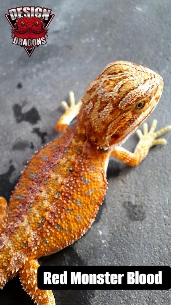 Red Monster baardagaam Hypo het. Translucent Bearded Dragon - unknown for sale from Dragon