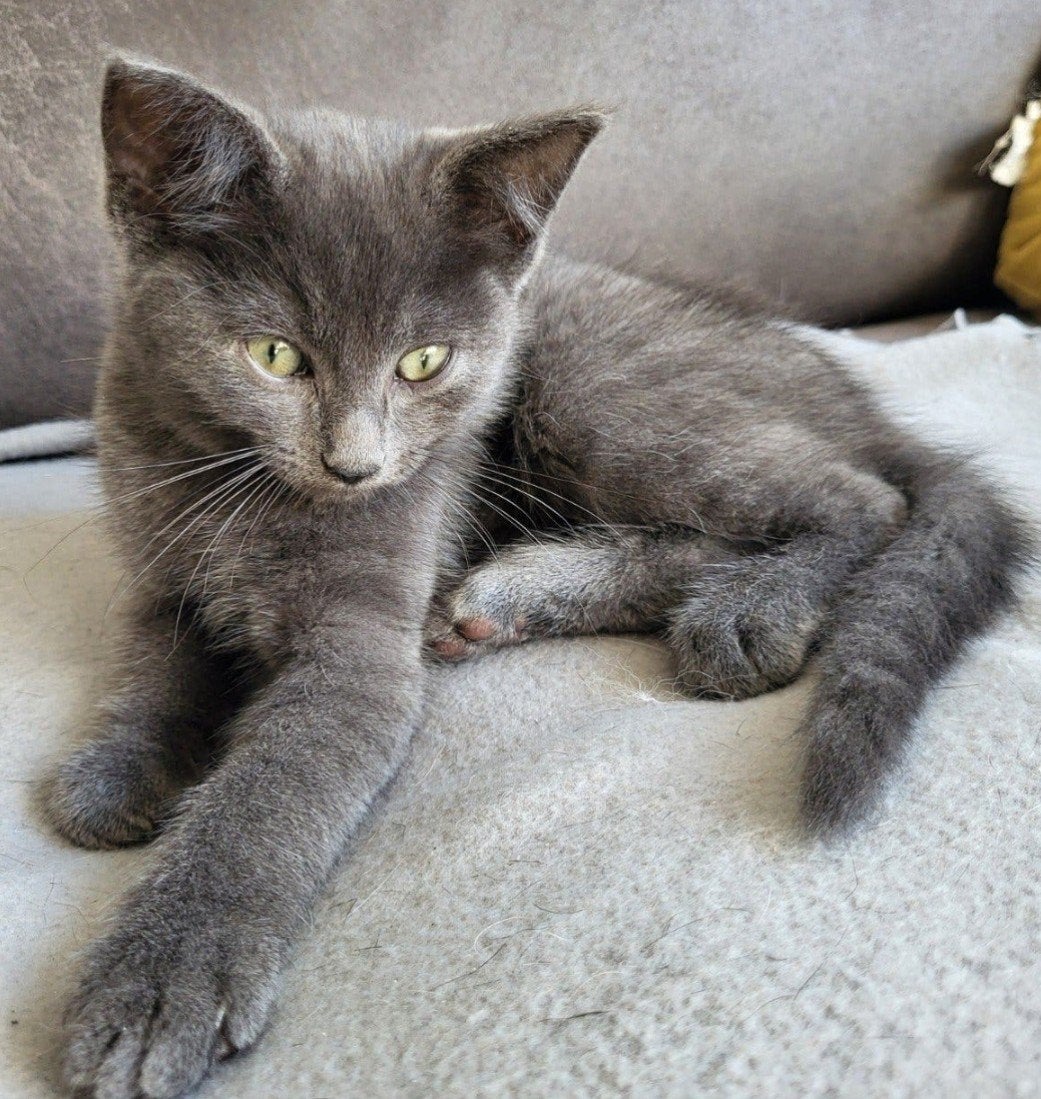 Knuffelige Ragdoll x mix kittens, verschillende  prijzen, Dieren en Toebehoren, Meerdere dieren, Kortharig, 0 tot 2 jaar