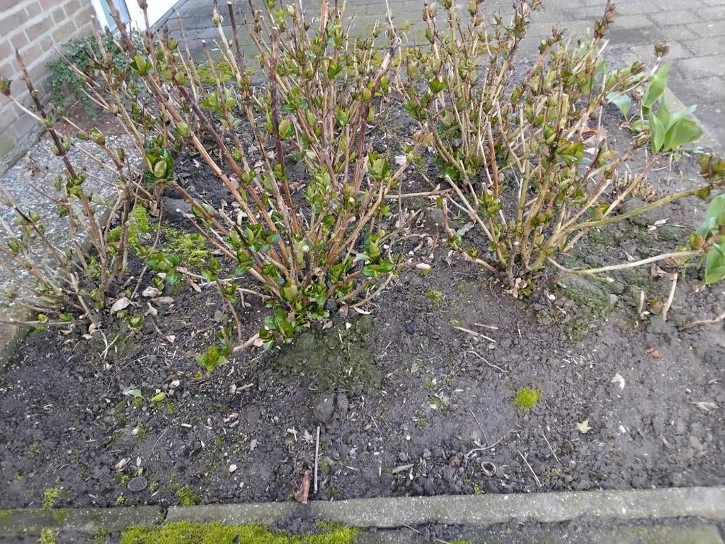 Boerenhortensia planten in de kleur zuurstok roze, Huizen en Kamers, Kamers te huur