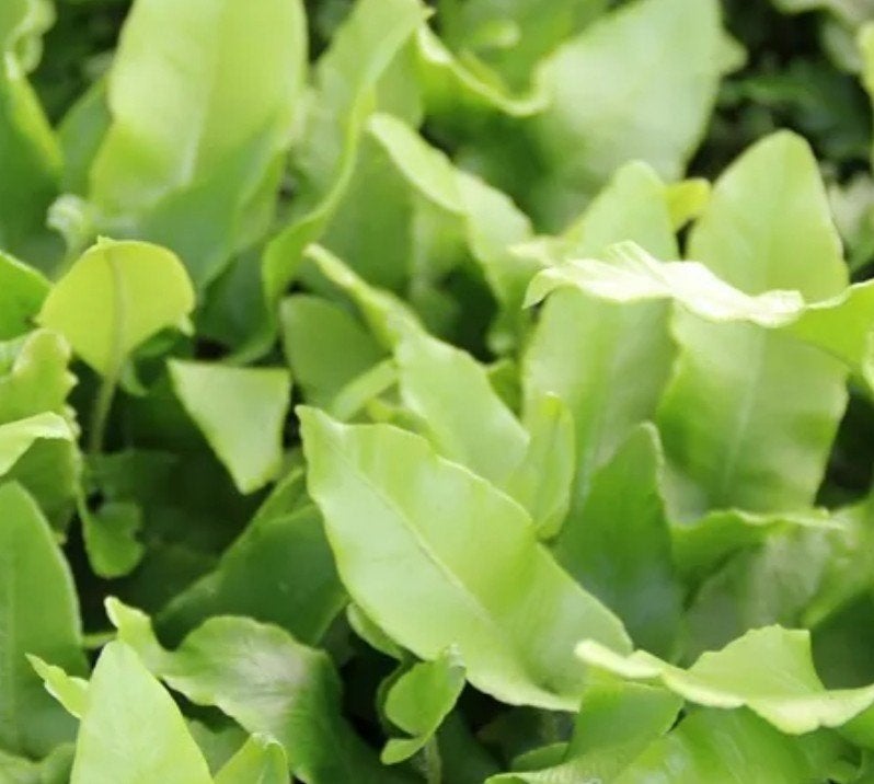 Asplenium Scolopendrium in 9 cm pot - Hertstongvaren, Vaste plant, Varens, Ophalen of Verzenden, Bloeit niet