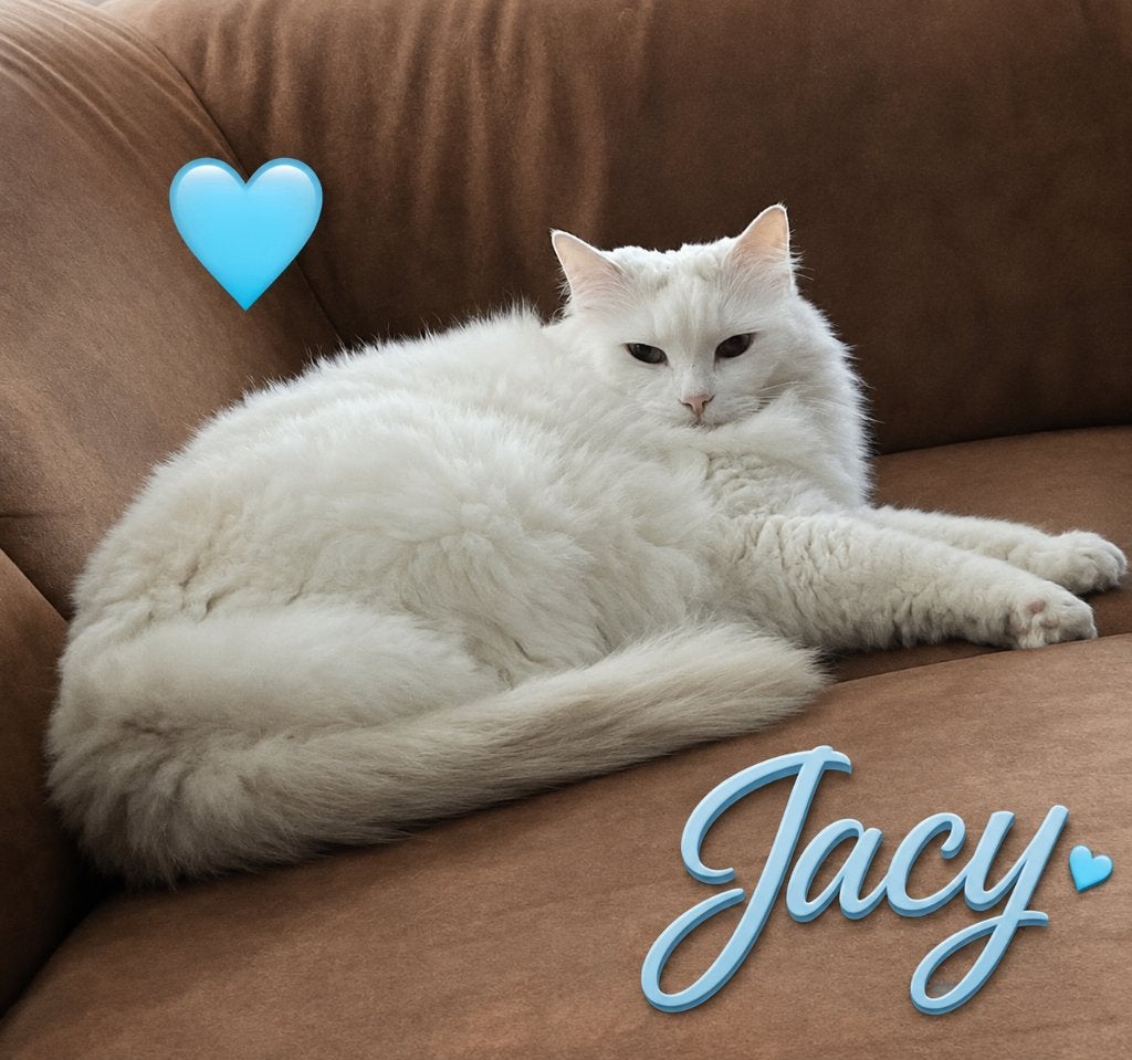 ️Lieve 🩵  Ragdoll Jacy zoekt een nieuw liefdevol thuis, Kater, Met stamboom, 6 jaar of ouder