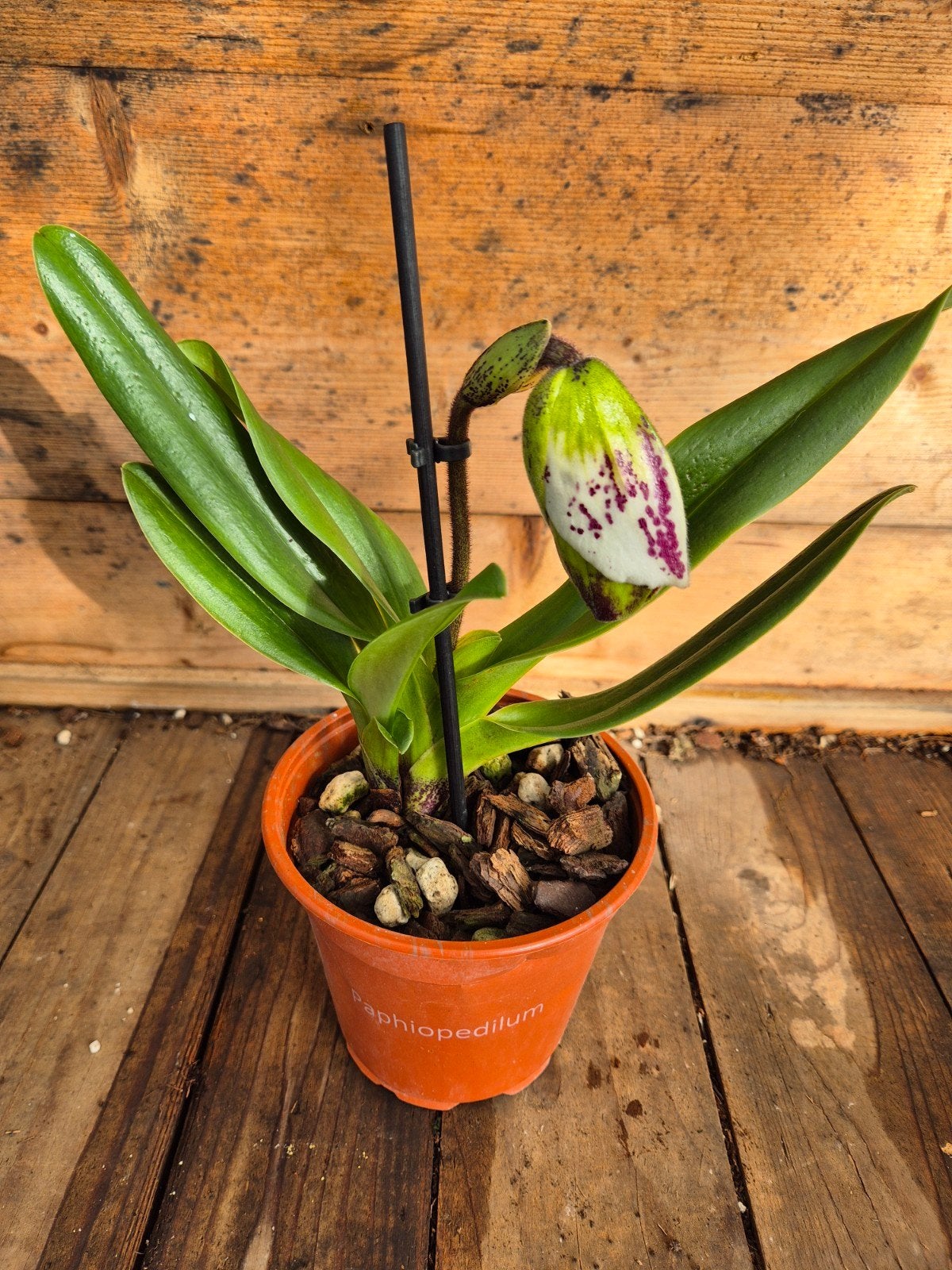 Orchidee Paphiopedilum Amerikaanse Hybriden p12 (1), Ophalen of Verzenden, Halfschaduw, Minder dan 100 cm