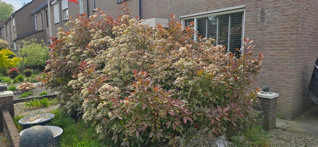 Grote Photinia - Glansmispel met prachtige rode bladeren, Volle zon, Vaste plant, Lente, Ophalen