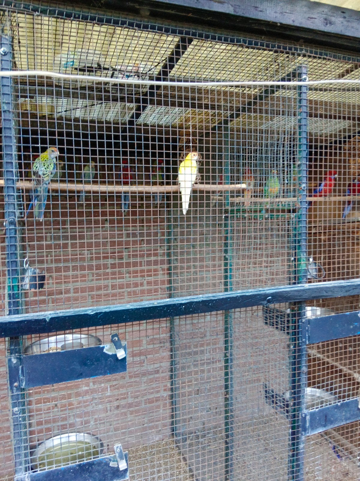 Vogels, Vrouwelijk, Parkiet