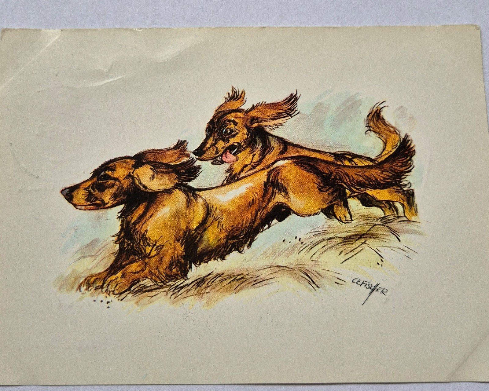 Ansichtkaart honden Teckel, Verzamelen, Ophalen of Verzenden, 1960 tot 1980, Gelopen, Hond of Kat