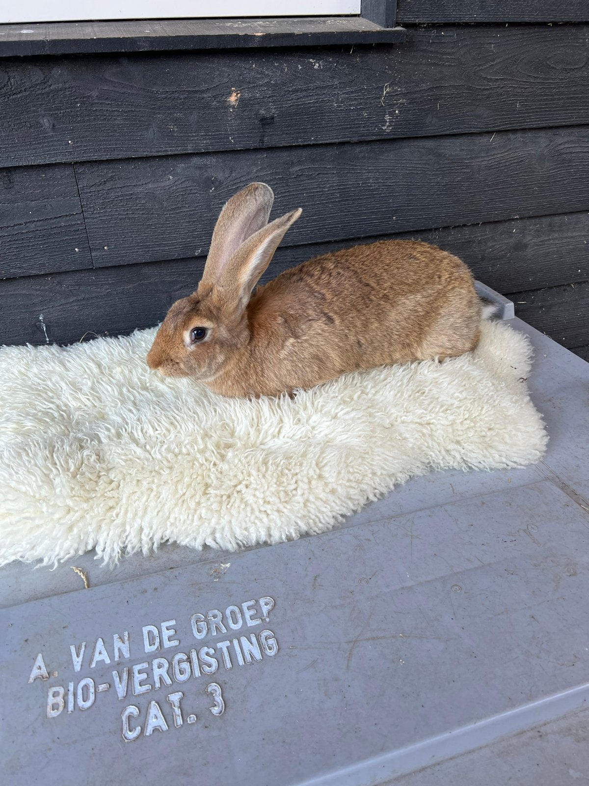 Vlaamse reuzen voedsters €40 per stuk, Vrouwelijk, Groot