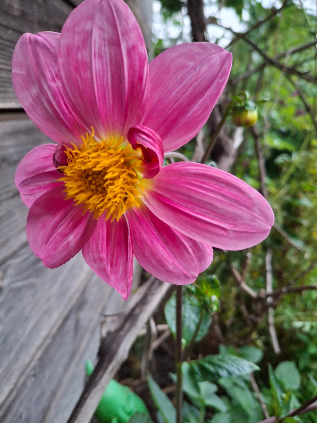 Uit de biologische moestuin: Dahlia zaden, roze en rood, Ophalen of Verzenden, Voorjaar, Halfschaduw, Zaad