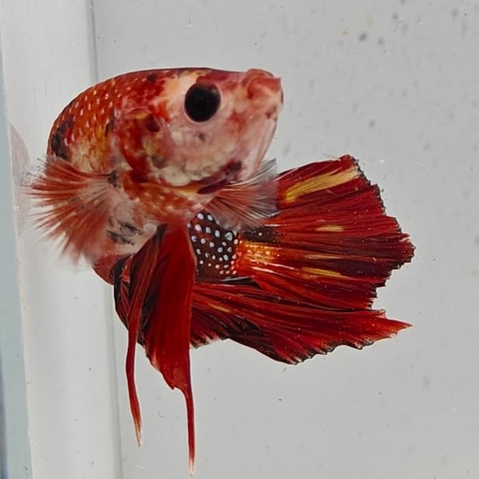 Betta splendens man 26, Vis