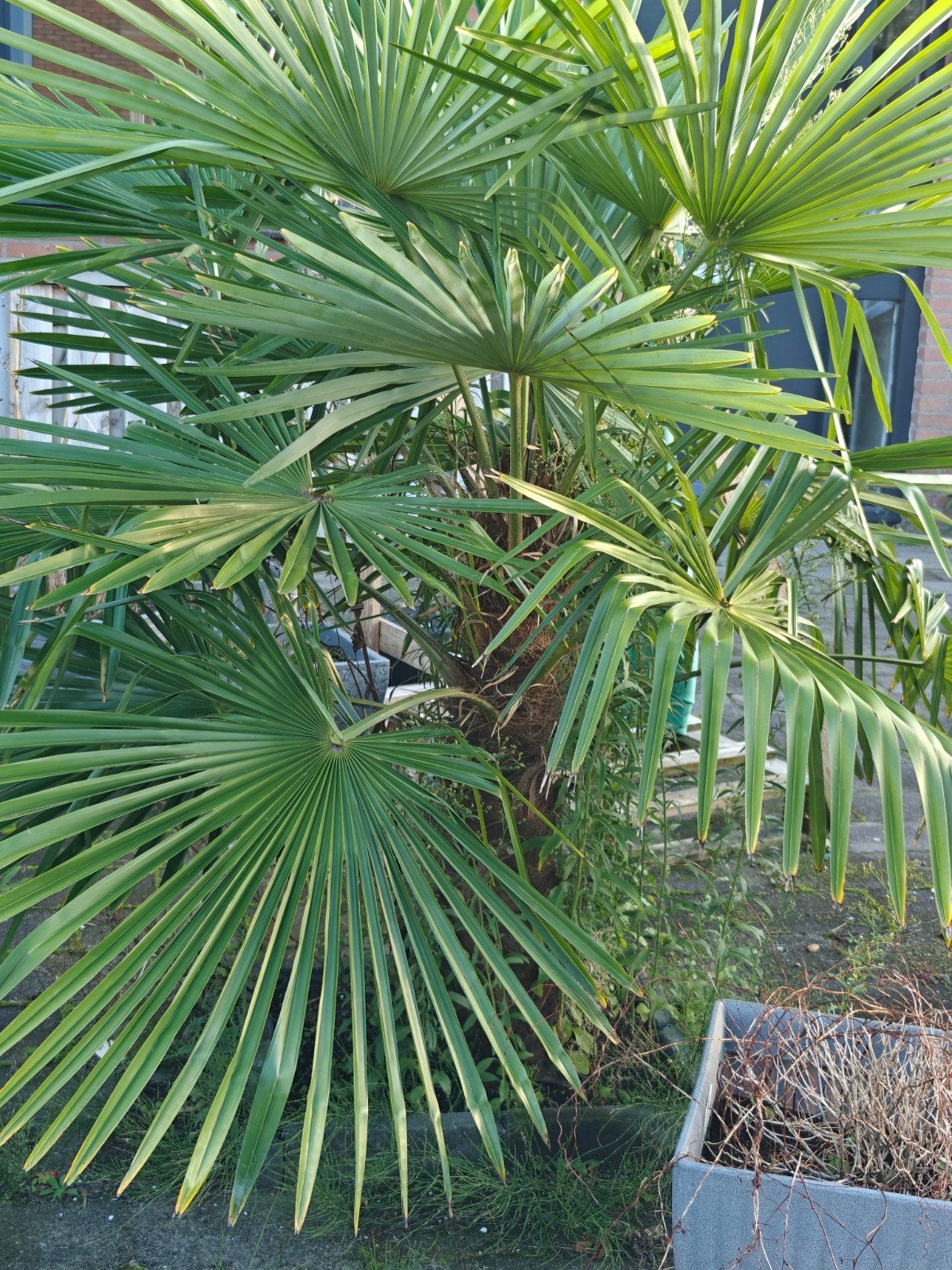 palmboom!, Tuin en Terras, Volle zon, Vaste plant, Bloeit niet, Ophalen