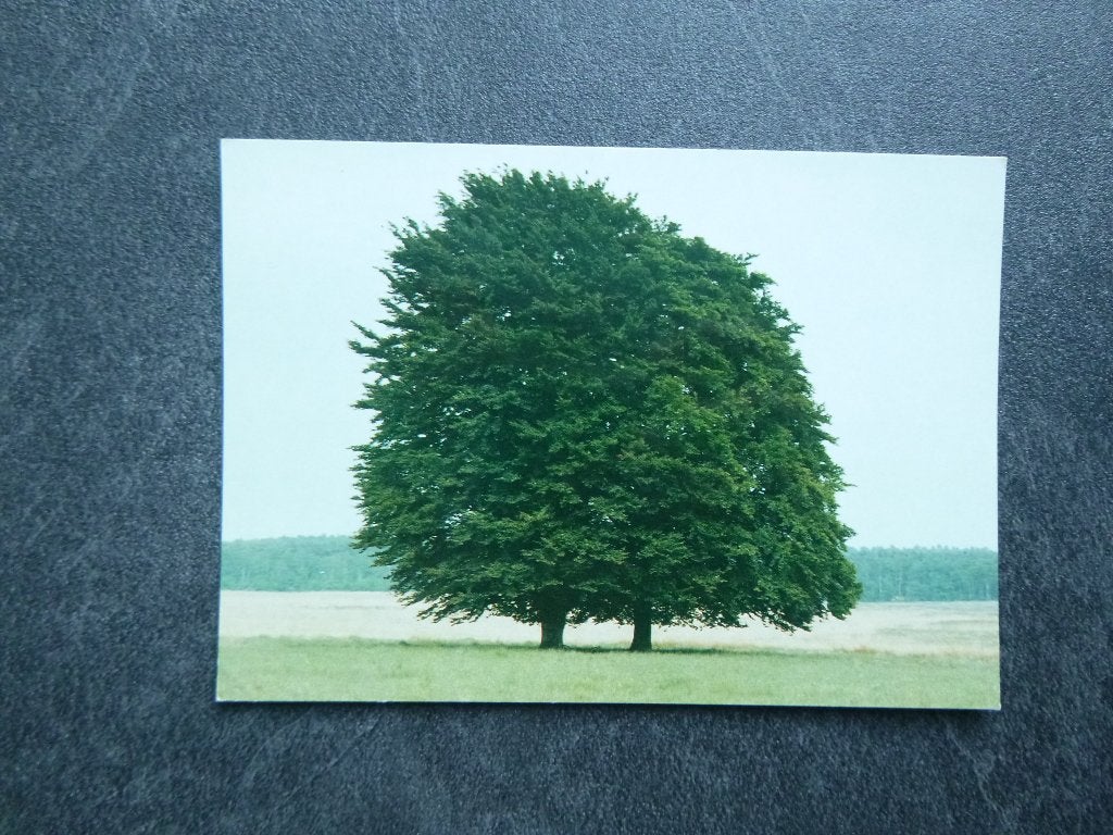 nat. park de Hoge Veluwe/twee beukebomen, Verzamelen, Verzenden, 1980 tot heden, Gelopen, Gelderland