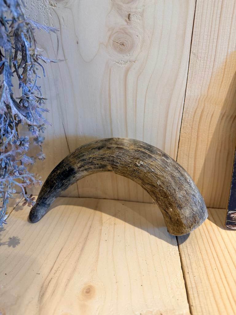 Natuurlijke Hoorn Decoratie - Rustieke Woonaccessoire 29cm, Ophalen of Verzenden