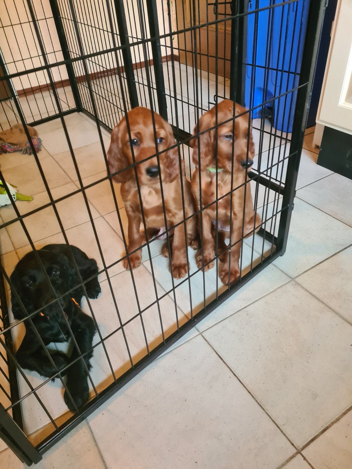 Ierse setterpups: 2 rode reutjes, 1 zwart teefje, Dieren en Toebehoren, Honden | Niet-rashonden, 8 tot 15 weken, Meerdere, Meerdere dieren