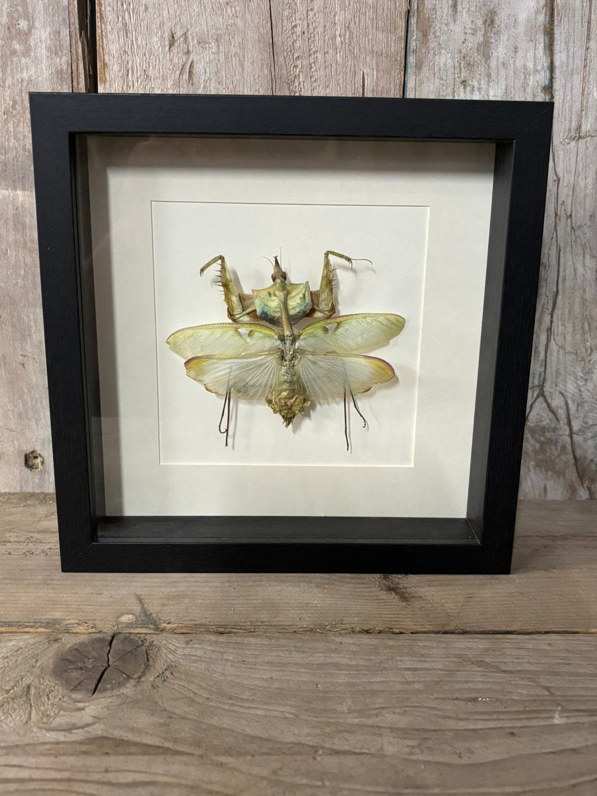 Mooie luxe lijst met een opgezette Duivels bidsprinkhaan, Ophalen of Verzenden, Nieuw, Insect, Opgezet dier