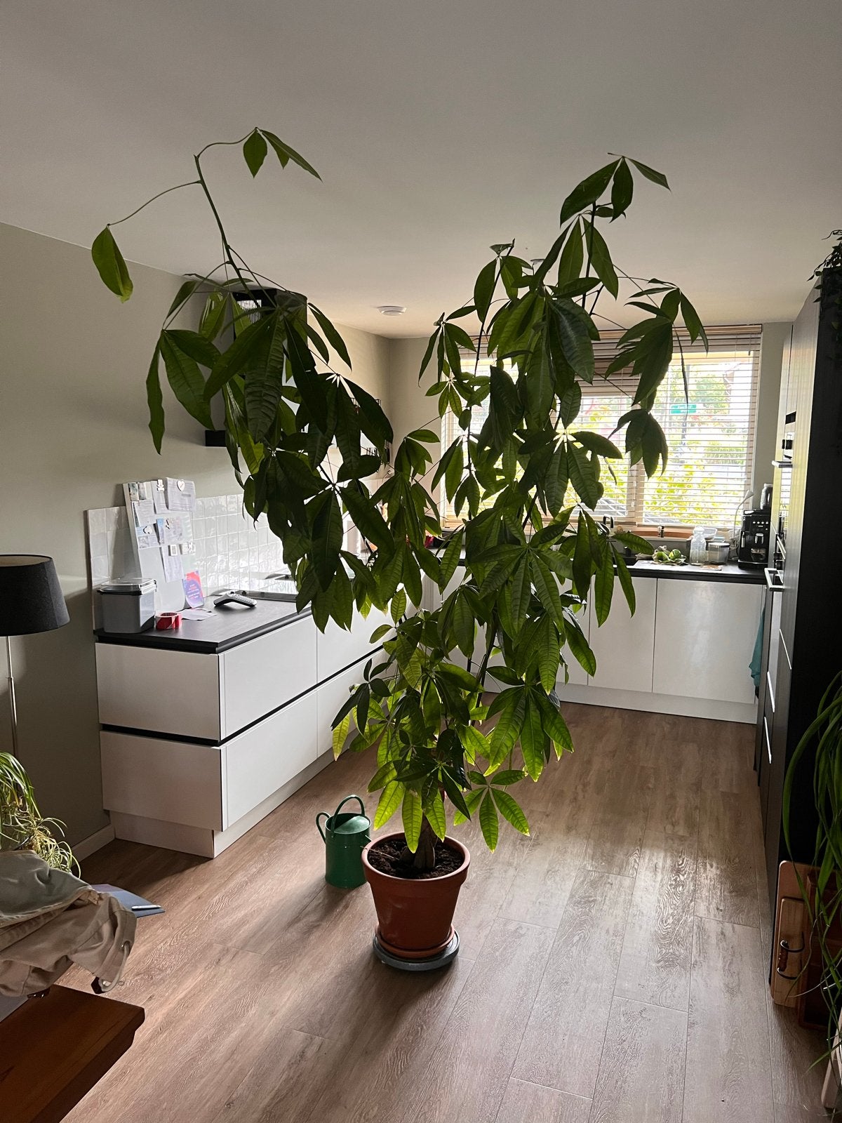 Grote Pachira Aquatica (geldboom) - 240 cm hoog, Huis en Inrichting, Ophalen, 200 cm of meer, Overige soorten, Halfschaduw