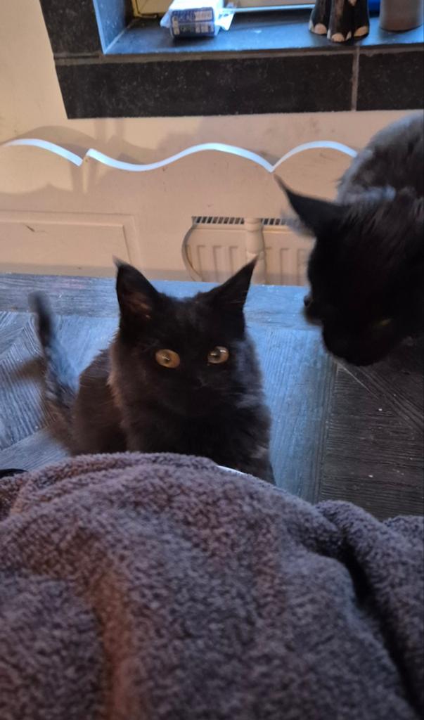 Mainecoon kitten mainecoon kater, Dieren en Toebehoren, Katten en Kittens | Raskatten | Korthaar, Kater, Gechipt, 0 tot 2 jaar