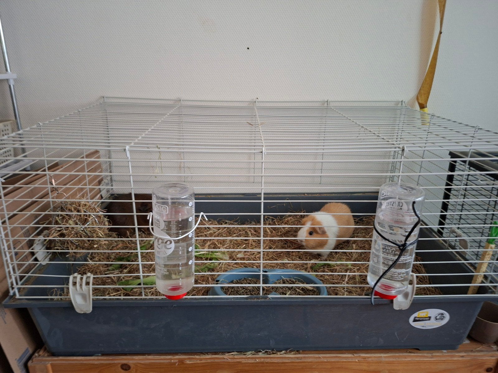 2 cavia zeugjes   met kooi, Cavia, Augustus, Vrouwelijk, Tam