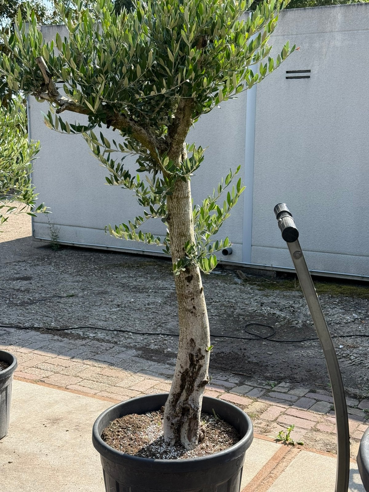 Olijfboom hoog 175 cm boven de pot mooi rustieke boom 150,-, Volle zon, Vaste plant, Zomer, Ophalen