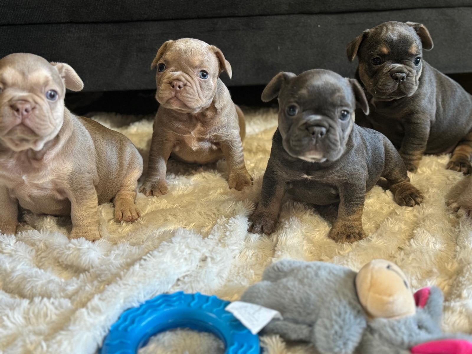 Franse Bulldog Pups, Parvo, 8 tot 15 weken, Bulldog, Meerdere