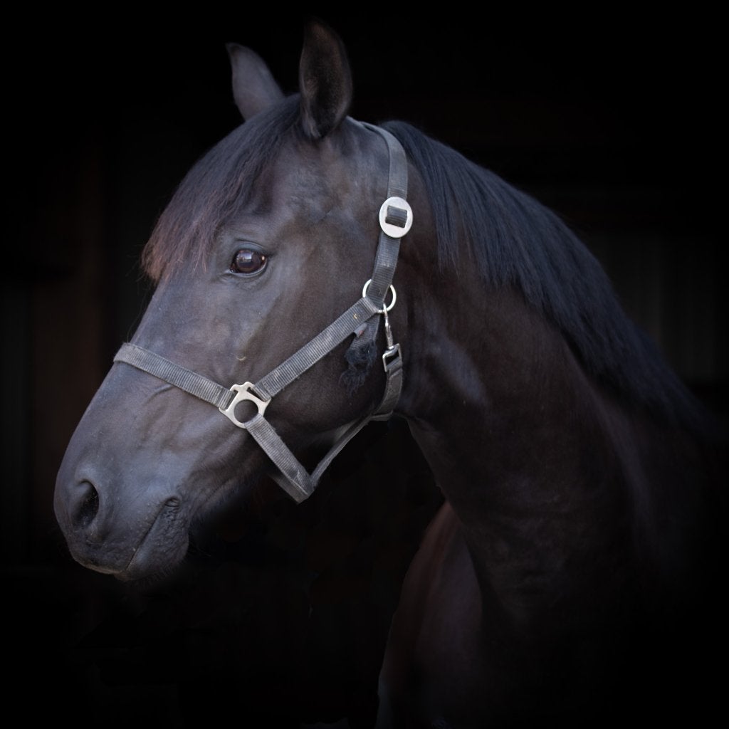 12 jarige KWPN ruin voor recreatie of dressuur, Dieren en Toebehoren, Paarden, Met stamboom, Ruin, Dressuurpaard, L