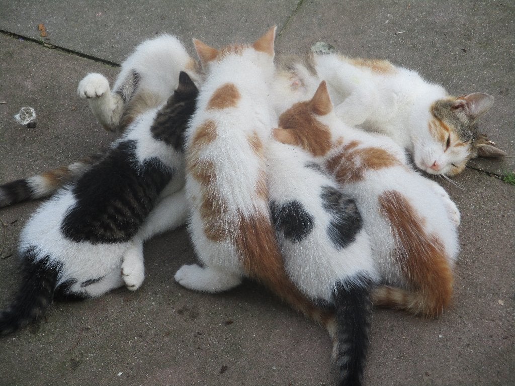 Jonge poesjes, kittens, Kater, Kortharig, 0 tot 2 jaar