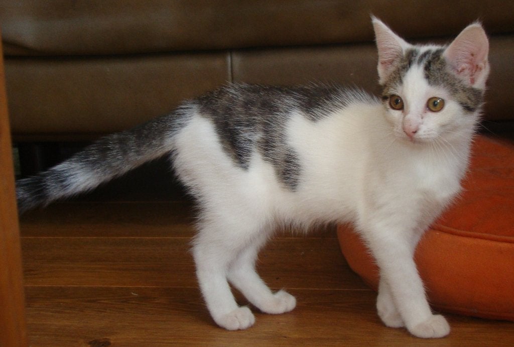 kerngezonde kittens, half Siberisch,  hypoallergeen wrs., Meerdere dieren, Ontwormd, 0 tot 2 jaar
