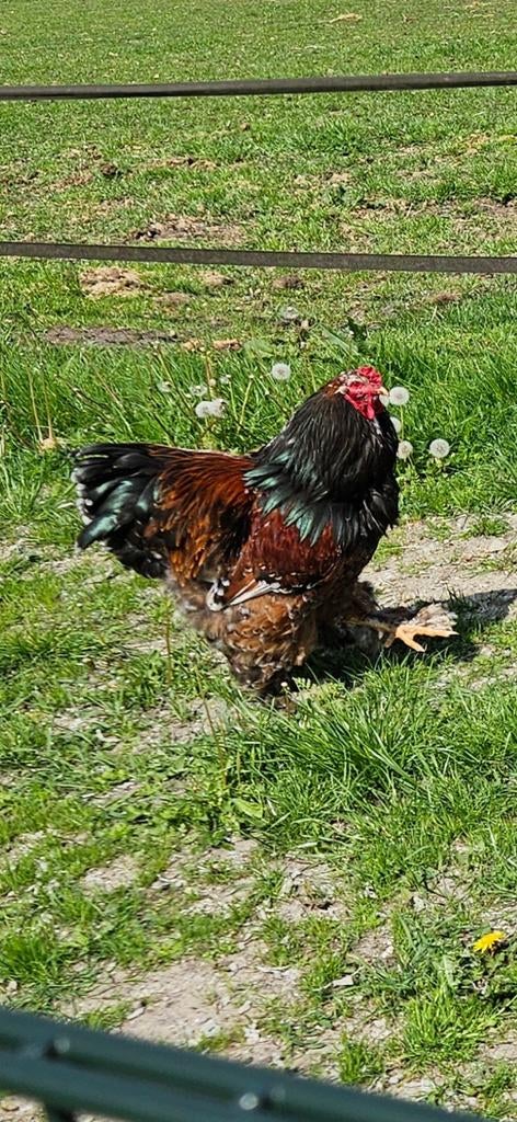 Mooi mille fleur porcelain/porcelein brahma haan 10 maanden, Dieren en Toebehoren, Pluimvee, Mannelijk, Kip
