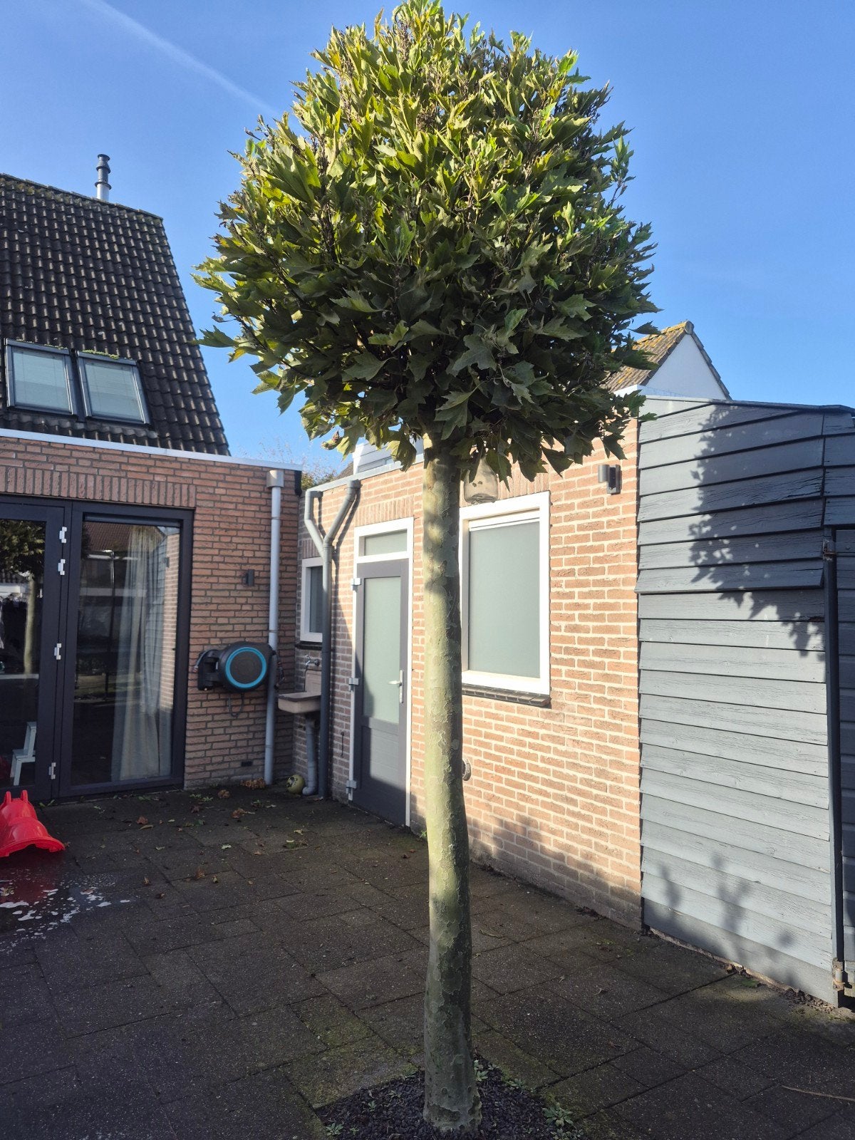 Twee prachtige bolbomen, Ophalen, Volle zon, Bolboom, 250 tot 400 cm