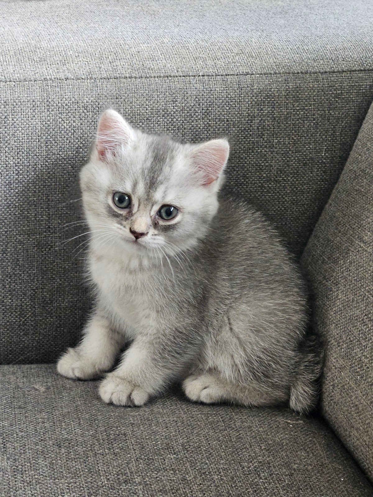 britse korthaar poesje, Dieren en Toebehoren, Katten en Kittens | Raskatten | Korthaar, Poes, Gechipt