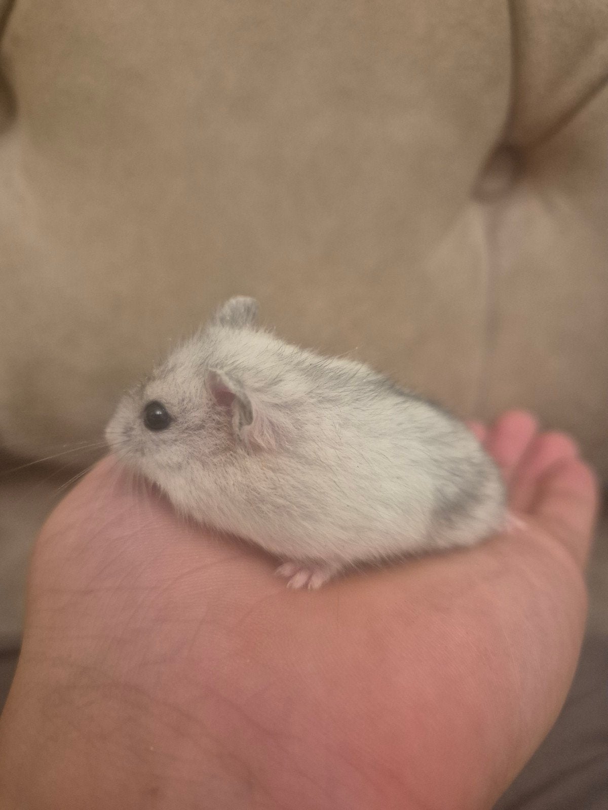 Mooie Russische dwerghamster baby's, Hamster, Vrouwelijk, Mei, Tam