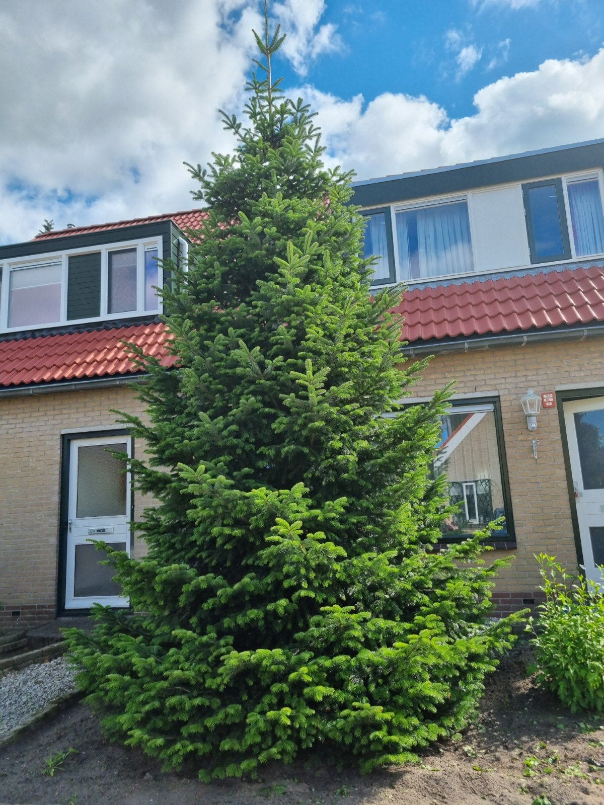 Grote Nordmann kerstboom, Tuin en Terras, Planten | Bomen, Ophalen, Volle zon, Overige soorten
