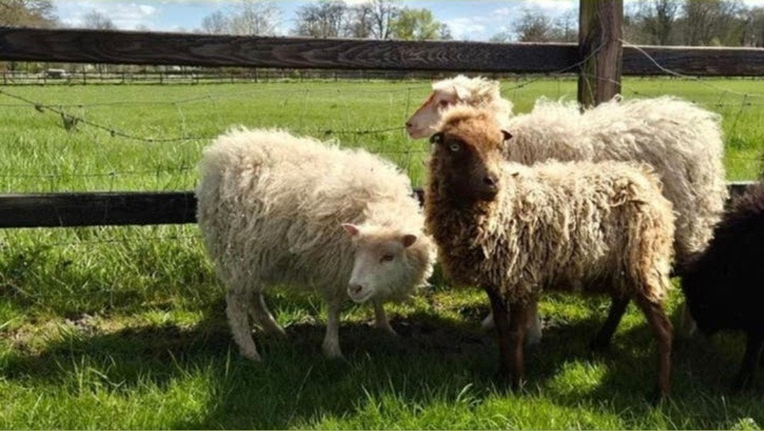 Mooie koppeltje Ouessants, Dieren en Toebehoren, Schapen, Geiten en Varkens, Vrouwelijk, Schaap, 0 tot 2 jaar