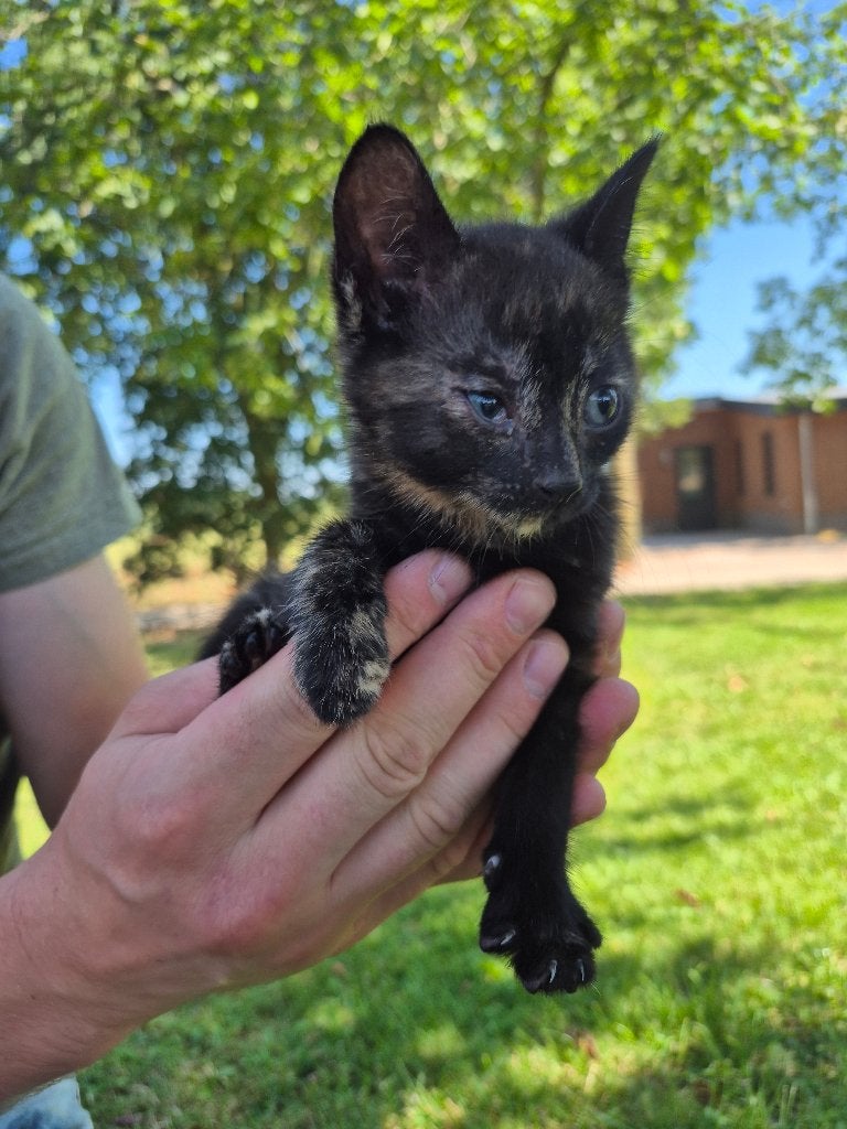 Kittens. Tam en sociaal, Poes, Ontwormd, 0 tot 2 jaar
