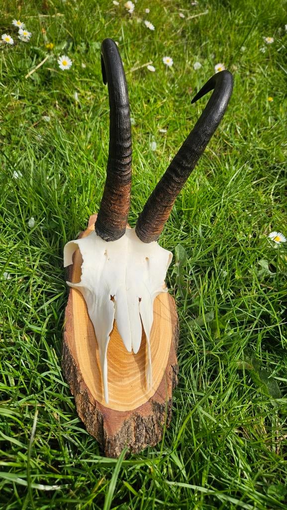 Gemsbok schedel op houten plaat - Decoratiestuk, Ophalen of Verzenden