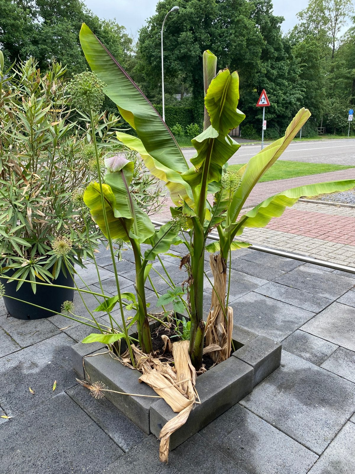 Te koop winterharde bananen plant, Tuin en Terras, Planten | Tuinplanten, Ophalen, Overige soorten, Volle zon