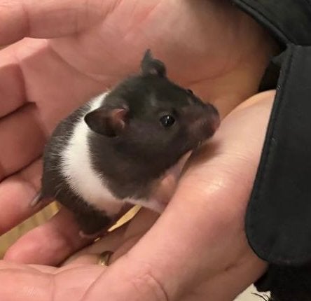 Jonge goudhamsters, Dieren en Toebehoren, Hamster, Meerdere dieren, Tam, September