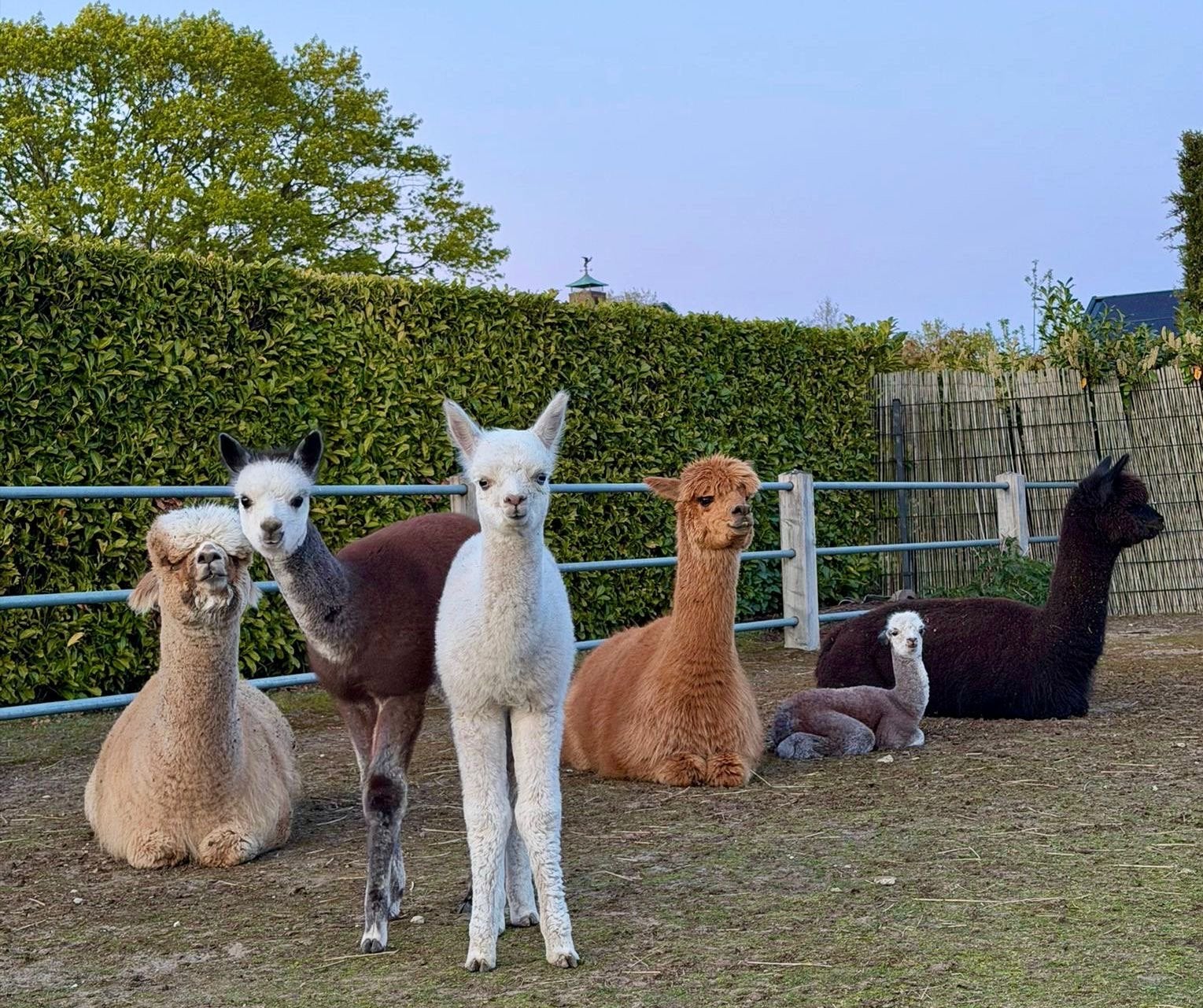 Kudde alpaca merries incl 3 cria merries, April, Vrouwelijk