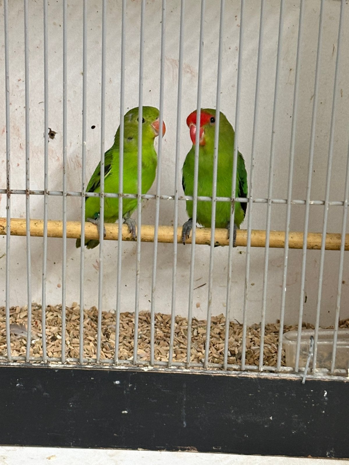 Drie koppels Tarantas, Meerdere dieren, Parkiet, Geringd